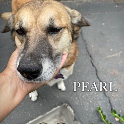 Thumbnail photo of Pearl and Buddy #1