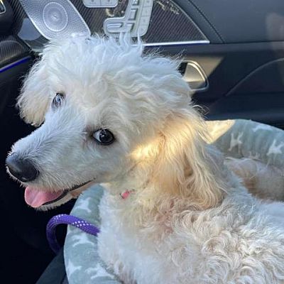 Magnolia, TX - Maltese/Poodle (Standard). Meet Abby Lynn a Pet for ...