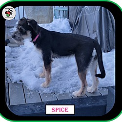 Thumbnail photo of Spice, ADOPTIED! #3