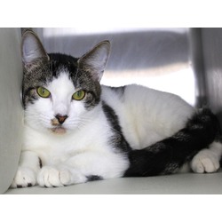 Photo of SAPPHIRE