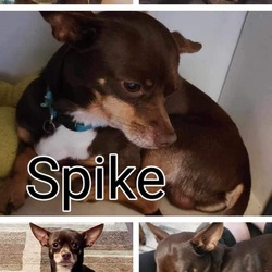 Thumbnail photo of Spike #3
