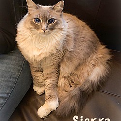 Thumbnail photo of Sierra (Lionel) #3