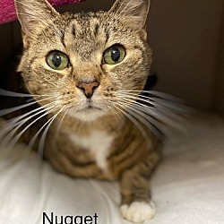 Thumbnail photo of Nugget - Declawed #2