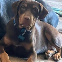 adopt-pet