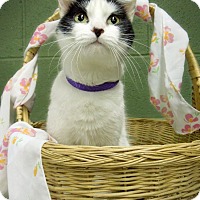 Marlinton Wv Domestic Shorthair Meet Pat Rescued A Pet For Adoption