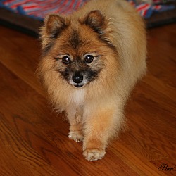 Photo of Sadie: Adopted!