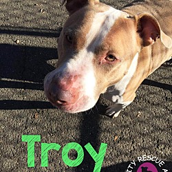 Thumbnail photo of Troy-IN SHELTER 2 YEARS #2