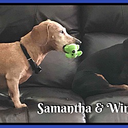 Thumbnail photo of Samantha and Winston #2