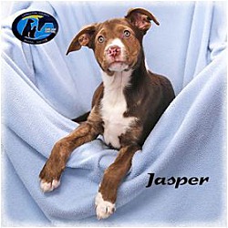 Thumbnail photo of Jasper #1