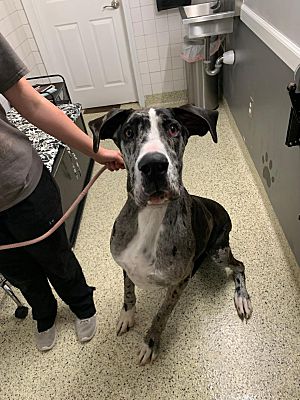 St Louis Mo Great Dane Meet Murphy A Pet For Adoption