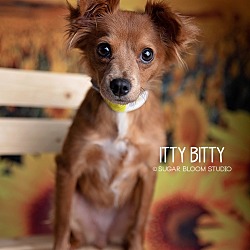 Photo of Itty Bitty