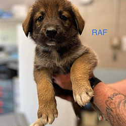 Photo of Raf