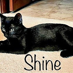 Thumbnail photo of Shine Black Litter #1