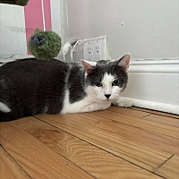 adopt a pet
