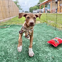 adopt a pet