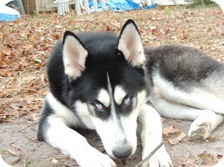 horsham pa siberian husky