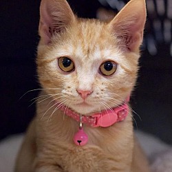 Thumbnail photo of Penny Kitty #1