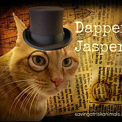 Thumbnail photo of Jasper - make that Jaspurrrrrr #4