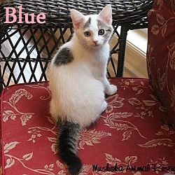 Thumbnail photo of Blue - Adopted - November 2016 #1