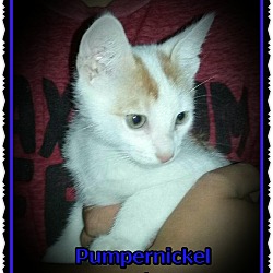 Thumbnail photo of Pumpernickel #2