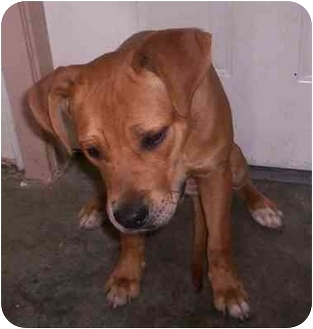 redbone coonhound black mouth cur mix