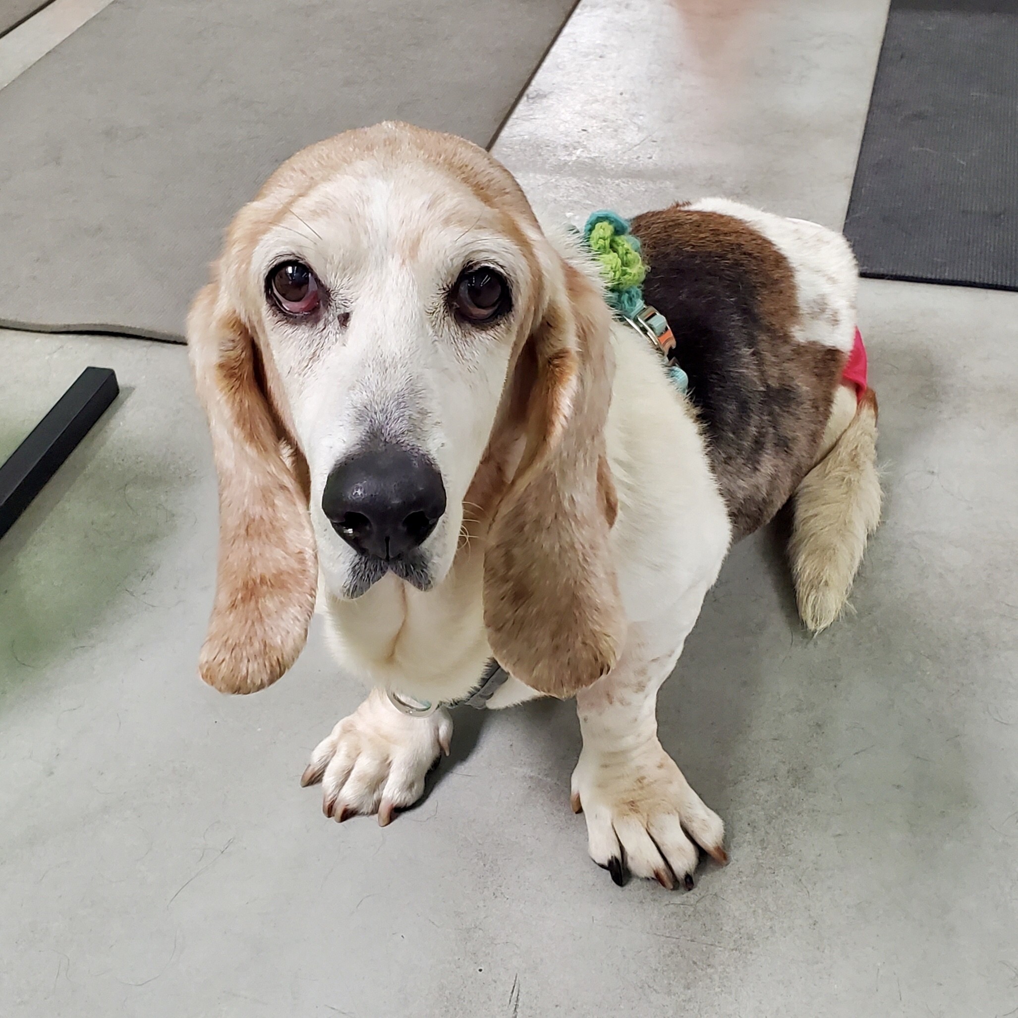 basset hound puppies for sale trading post