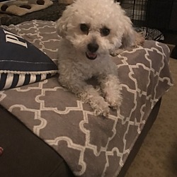 Photo of Toby