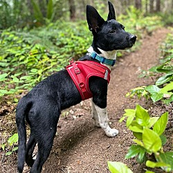 Photo of OREO, a 5 month old Rat-Heeler Puppy