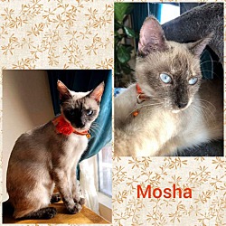 Photo of MOSHA