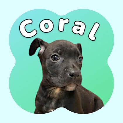Photo of Coral