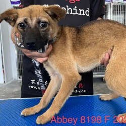 Thumbnail photo of Abbey 8198 #1