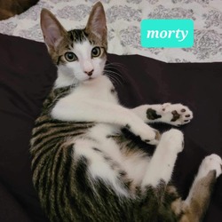 Photo of Morty
