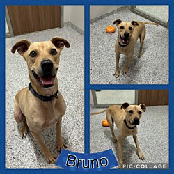 Photo of Bruno