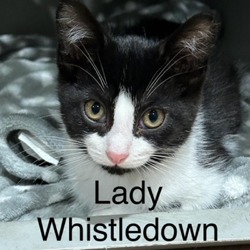 Photo of Lady Whistledown