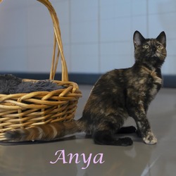 Thumbnail photo of Anya C24-247 #4