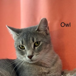 Thumbnail photo of Owl #1