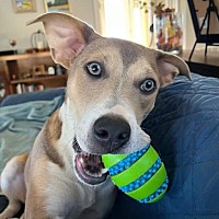 adopt a pet