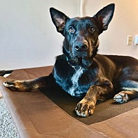 adopt a pet