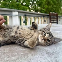 adopt-pet