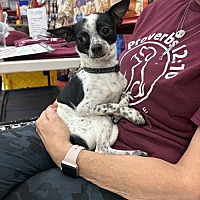 adopt a pet