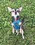 DANE - Chihuahua available for adoption