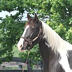 Thumbnail photo of Esprit - companion horse #3