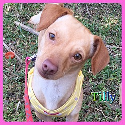 Thumbnail photo of Tilly #3