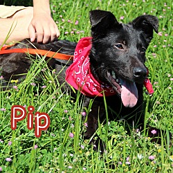 Thumbnail photo of Pip #4