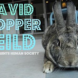 Thumbnail photo of David Copper Feild #1