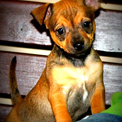 Thumbnail photo of Stewie~adopted! #1
