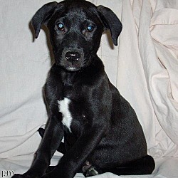 Photo of blk lab mix pup