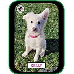 Thumbnail photo of Kelly - ADOPTED!!! #4