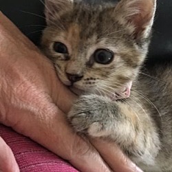 Photo of LEAH (Layla Grace) Kitten