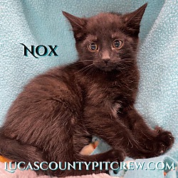 Photo of Nox